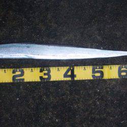 久々、タチウオ！