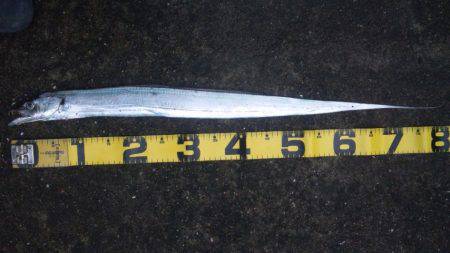 久々、タチウオ！