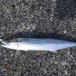 サゴシフィーバー