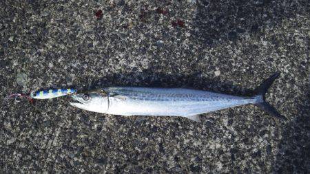 サゴシフィーバー