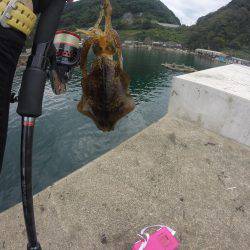 京丹後でランガンエギング