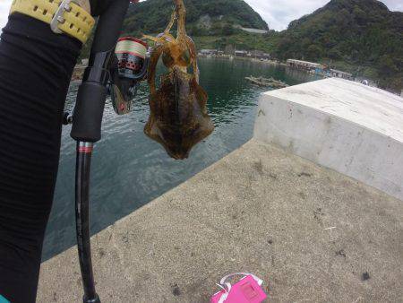 京丹後でランガンエギング