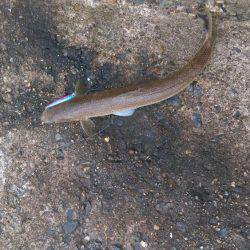 またまた白灯台にてエギング＆ジギング