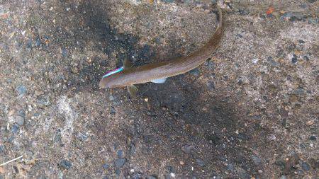 またまた白灯台にてエギング＆ジギング