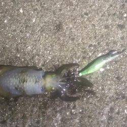 今度は本命アオリイカ釣れました！