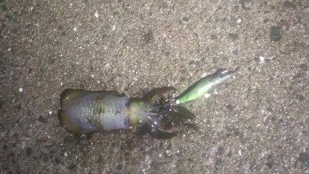 今度は本命アオリイカ釣れました！