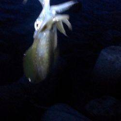 満潮前後に釣れました。