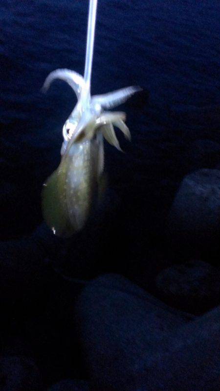 満潮前後に釣れました。