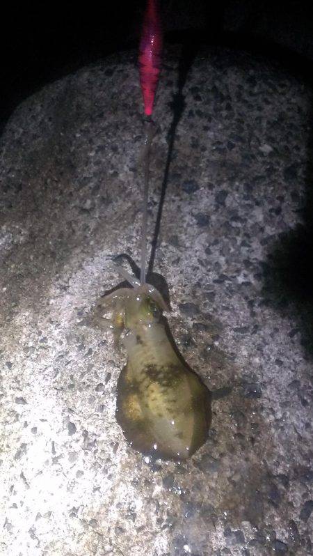 中秋の名月と大潮でエギング楽しめました！