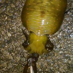 アオリイカだってオッパイがお好き