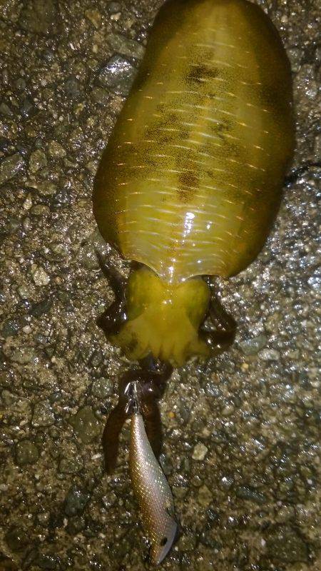 アオリイカだってオッパイがお好き