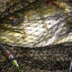 濁ると元気になる、あの子