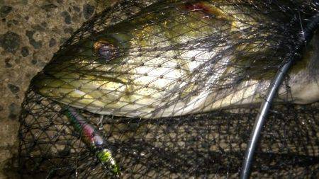 濁ると元気になる、あの子