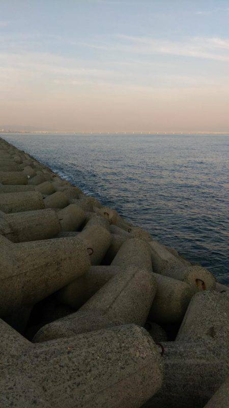 台風前にサゴシ