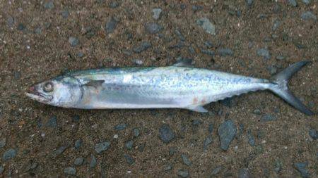 タチウオとサゴシ