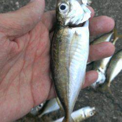 タチウオ釣りがアジ釣りに