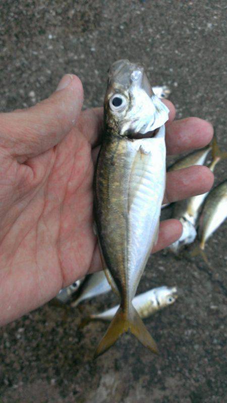 タチウオ釣りがアジ釣りに