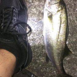 テクトロ好反応