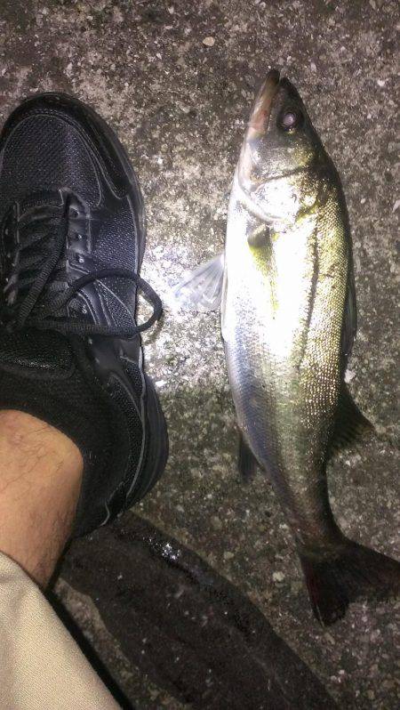 テクトロ好反応