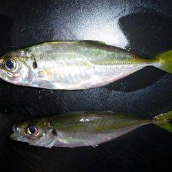 アジング好調～（＾＾）！