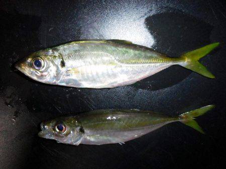 アジング好調～（＾＾）！