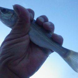 メッキ調査その3