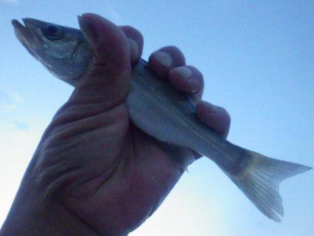 メッキ調査その3