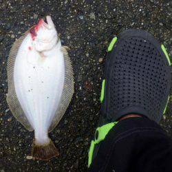 青物調査のはずが・・・