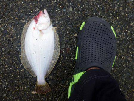 青物調査のはずが・・・