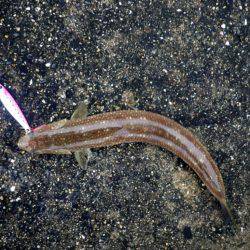 青物のはずがエソエソエソ