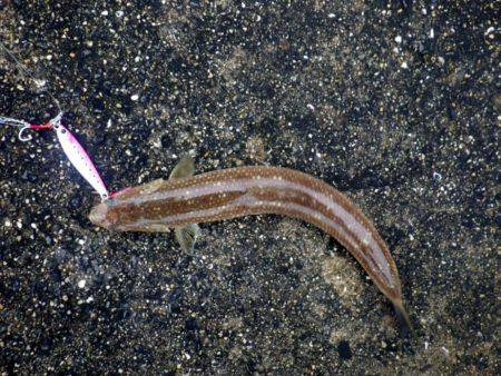 青物のはずがエソエソエソ