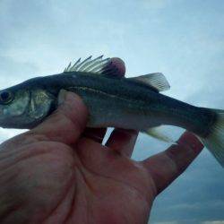 ボウズ続きのメッキ調査