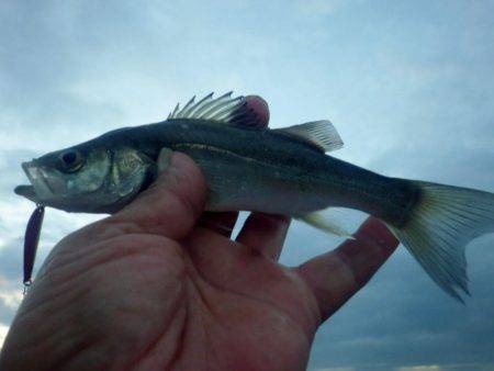 ボウズ続きのメッキ調査