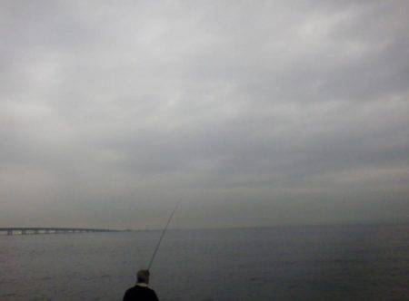 久しぶりの青物