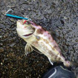 青物狙いで。（黒いけど一応は青物）