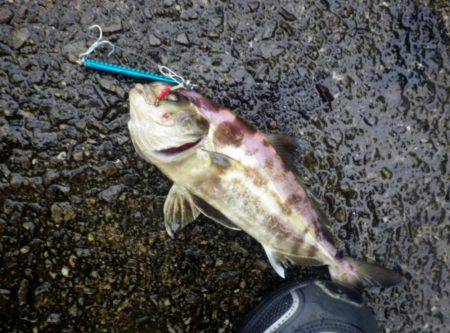 青物狙いで。（黒いけど一応は青物）