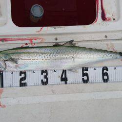 紀北ジギング、キャスティング