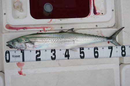 紀北ジギング、キャスティング