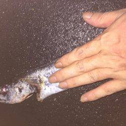 青物狙いのはずが