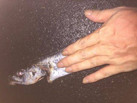 青物狙いのはずが