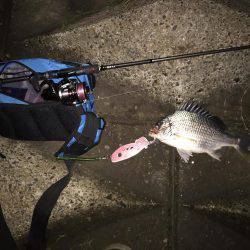 キビレ調査　ＮＯ，１２