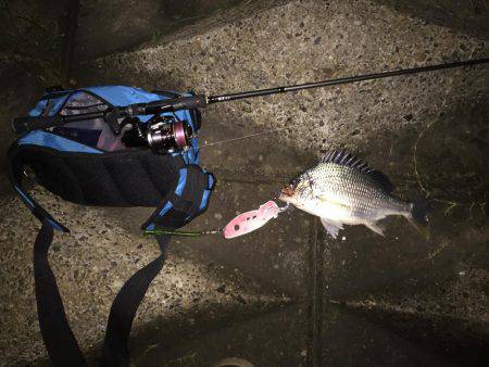 キビレ調査　ＮＯ，１２