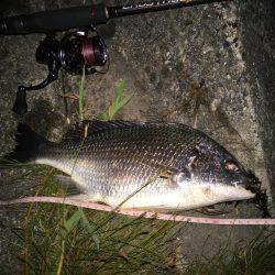 キビレ調査　ＮＯ，１３