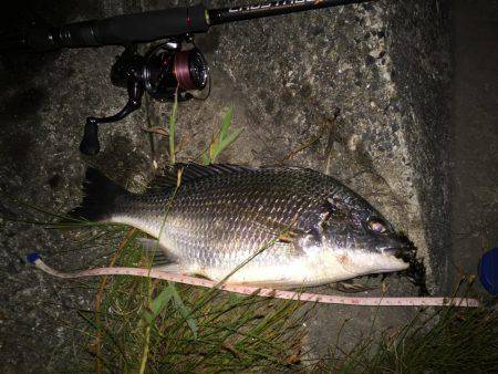 キビレ調査　ＮＯ，１３