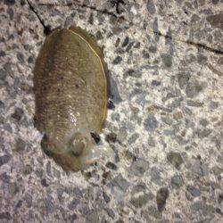 良型アオリイカ好調