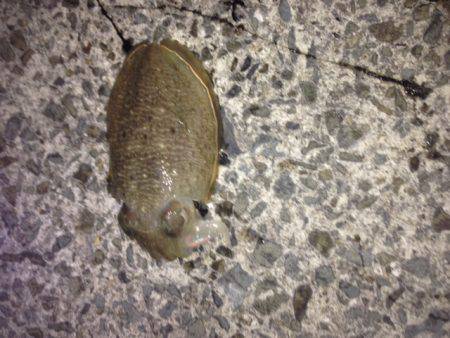 良型アオリイカ好調