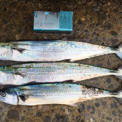 太刀魚とサゴシ