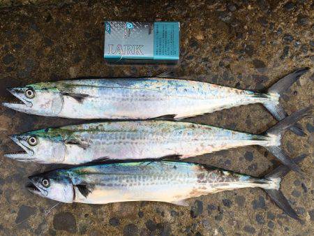 太刀魚とサゴシ