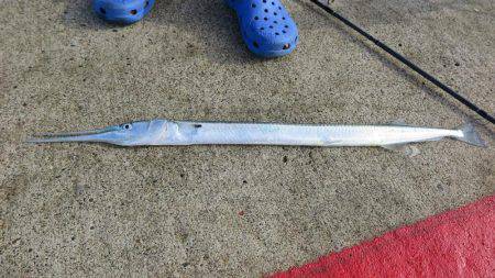 直江津第３堤防でジギング