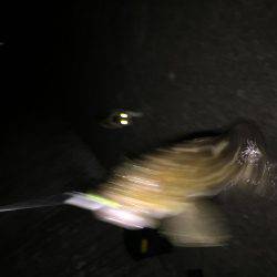 タチウオまだなんでガシラ